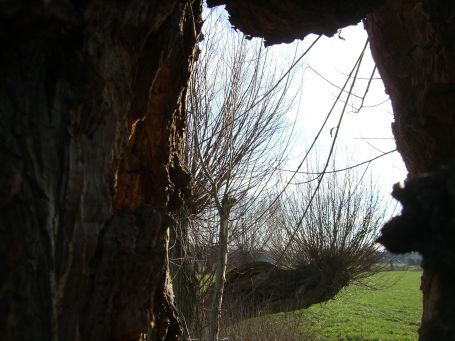 Krefeld : Kopfweiden im Hülser Bruch, Blick durch ein Loch in einer Kopfweide